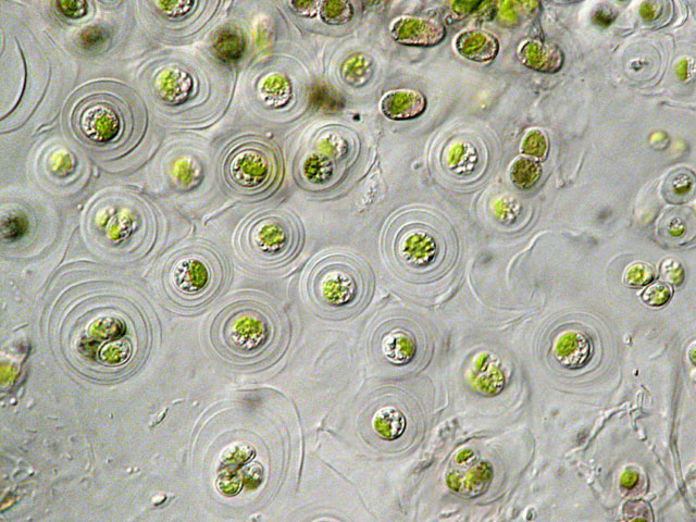 Leben im Teich die BlauGrünalge (Glaucocystis nostochinearum